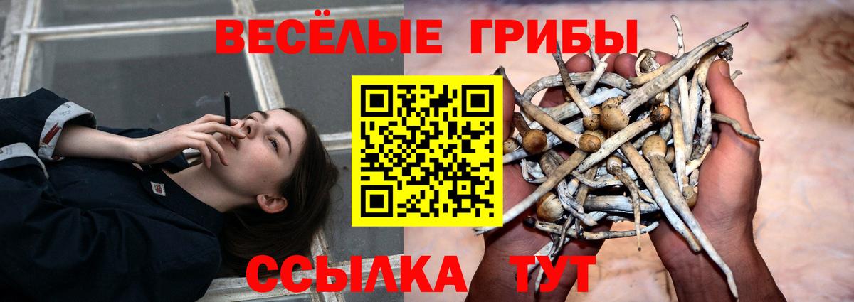 Псилоцибиновые грибы MAGIC MUSHROOMS  где купить   Москва  Вход с VPN 